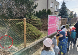 Dzieci patrzę na przebiśniegi rosnące w ogródku