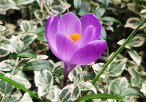 Fioletowy krokus.