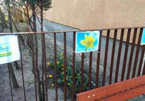 Żonkile kwitnące w naszym ogrodzie przedszkolnym.
