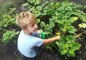 Chłopiec odkrywający między liśćmi małą dynię.