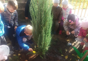 Przedszkolaki sadzą drzewko w ogrodzie przedszkolnym.