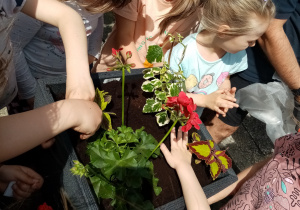 Przedszkolaki sadzą kwiaty.