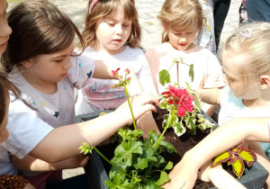 Przedszkolaki sadzą kwiaty.