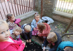 Dzieci sadzą żonkile.