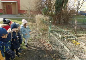 Dzieci patrzę na krokusy rosnące w przyblokowym ogródku
