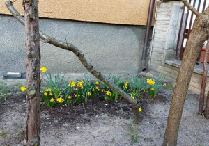 Żonkile kwitnące w naszym ogrodzie przedszkolnym.